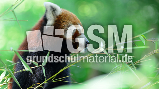 Kleiner_Panda (8).jpg